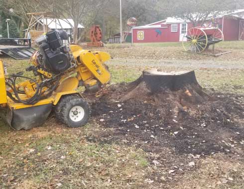 Very Large Stump Before Removal in Apex, NC