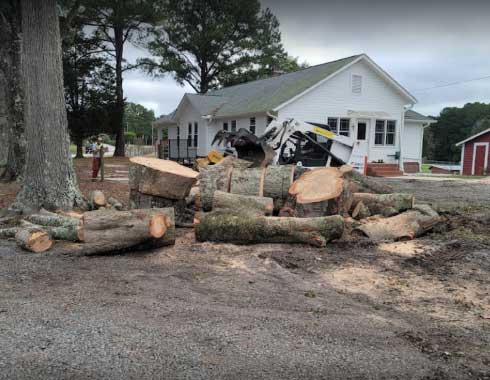 Cary-NC-Tree-Removal-Job-Large-Trunks