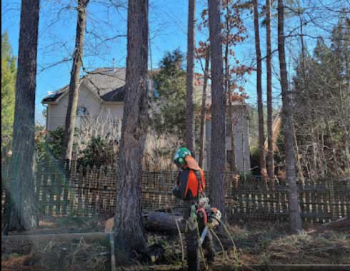 Cary-NC-Tree-Removal-Job-Climber-Preparing