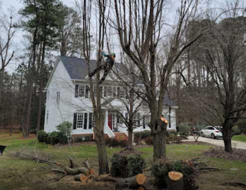 Cary-NC-Tree-Removal-Residential-Front-Yard-Climber-in-Tree