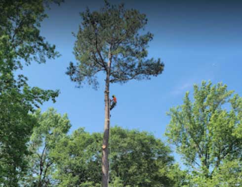 June-2022-Tree-Removal-Job-in-Cary-NC-2