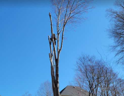 June2022-Cary-NC-Tree-Removal-Job-Climber-In-Tree