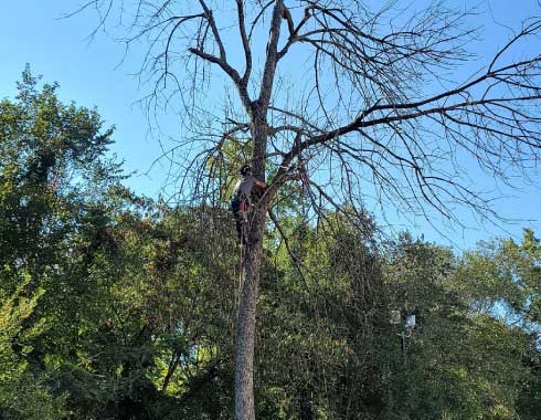 Tree-Removal-Job-in-Cary-NC-Septemeber-2022