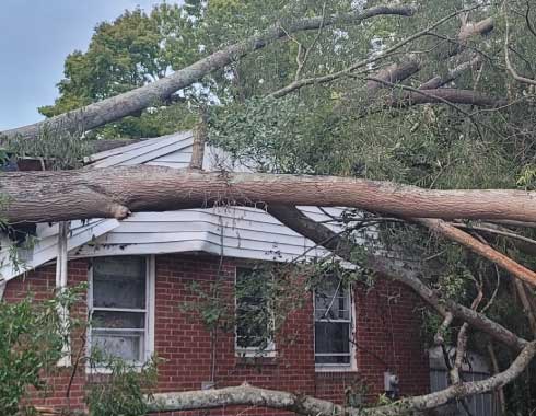 Cary-NC-Emergency-Tree-Removal-Job-2
