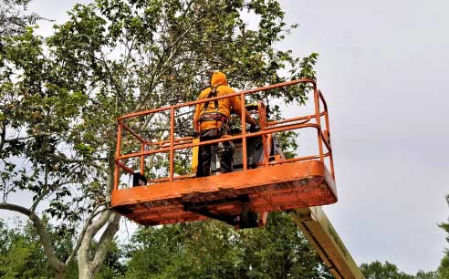 Cary-Raleigh-Apex-Tree-Trimming-Services-Piedmont-Stump-Grinding
